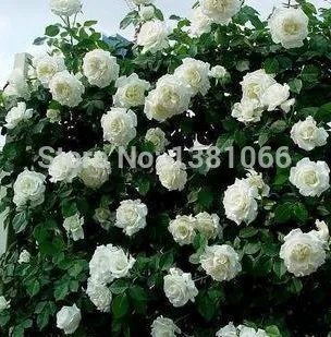 White Garden Rose Bush online buy wholesale red white pink roses from china red white White Garden Rose Bush online buy wholesale red white pink roses from china red white