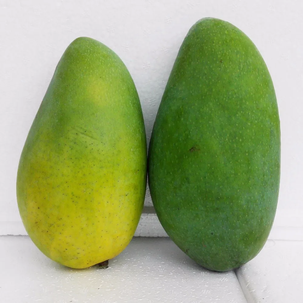 Best Mango Seeds Best Seeds Online Free Shipping Worldwide