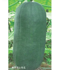 

Peel Melon bonsai 10pcs Hot Solid Organic Vegetable bonsai