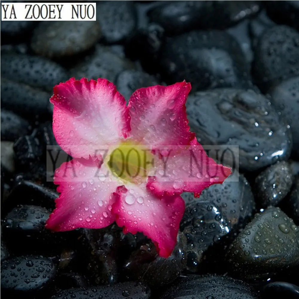 

Rose flowers and stones 5D DIY diamond painting cross stitch Kit full round diamond embroidery mosaic decor gift Flowers KL920