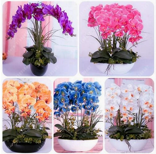 50pcs/bag Phalaenopsis Orchids Seeds Potted Flowers seeds Indoor Balcony Office Rare Orchid Seeds home garden plant pot