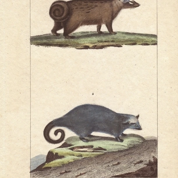 Asian Palm Civet  Paradoxurus Hermaphroditusa Poster Print By <ALIMT >&reg;</ALIMT> Florilegius Mary Evans (18 X 24)