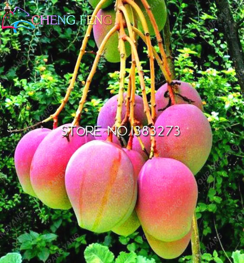 1pcs Mango Bonsai Delicious Fruit Perennial Indoor Home Garden Pot