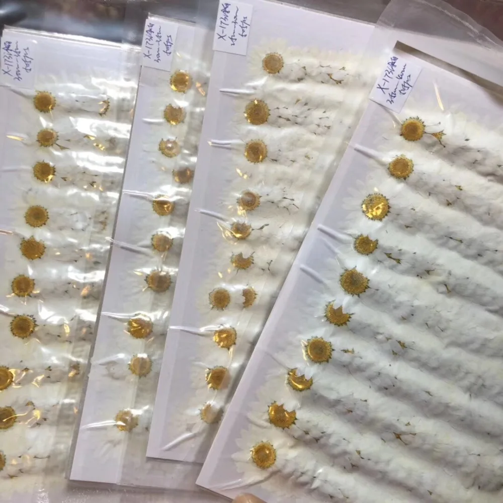 1000 шт прессованный высушенный 25-30 мм белый цветок маргаритки гербарий из растений для ювелирных открыток Закладка чехол для телефона пригласительная открытка DIY