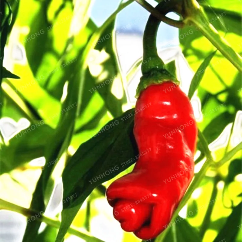 Penis Chili Red Hot Peter Pepper Bonsai 100 Pcs Vegetables Fruit Bonsai The...