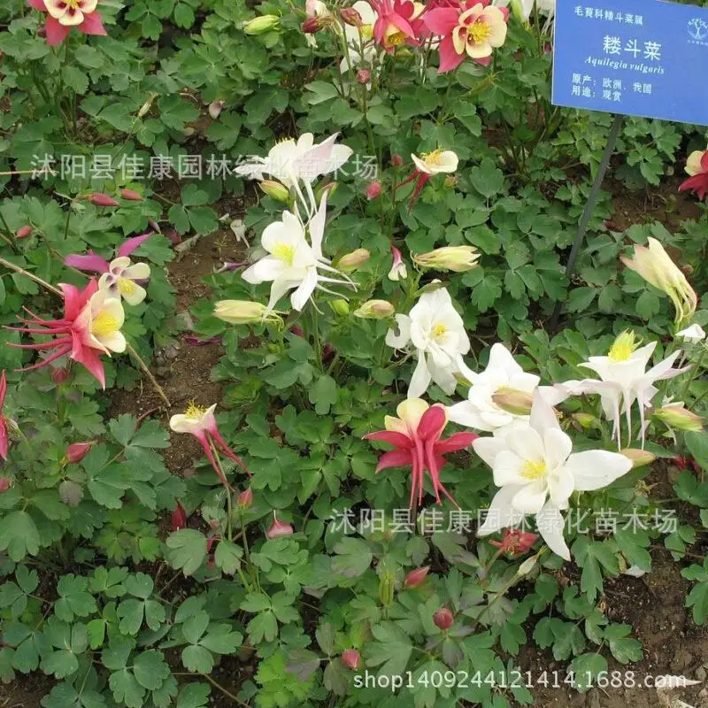 

Aquilegia plant Ranunculuplant flowerplant can be uplanted aplant medicine mixing variouplant colorplant loaded 200g / Pack