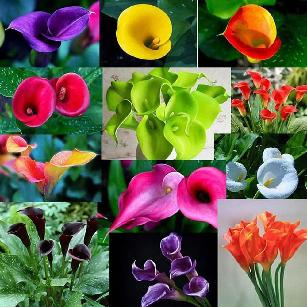 

Spider lily flower Torch Lily Multi-color lily Bonsai Plant Potted Plants Purify Indoor Air Mixing Color For Home Garden Decor