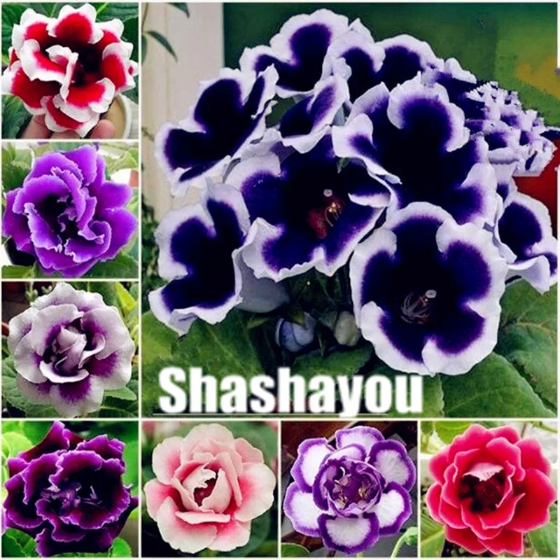 

Hot Sale 100 pcs Bonsai gloxinia Plants inningia Speciosa Bonsai Balcony Flower Garden Decoration Bonsai Flower Plantas