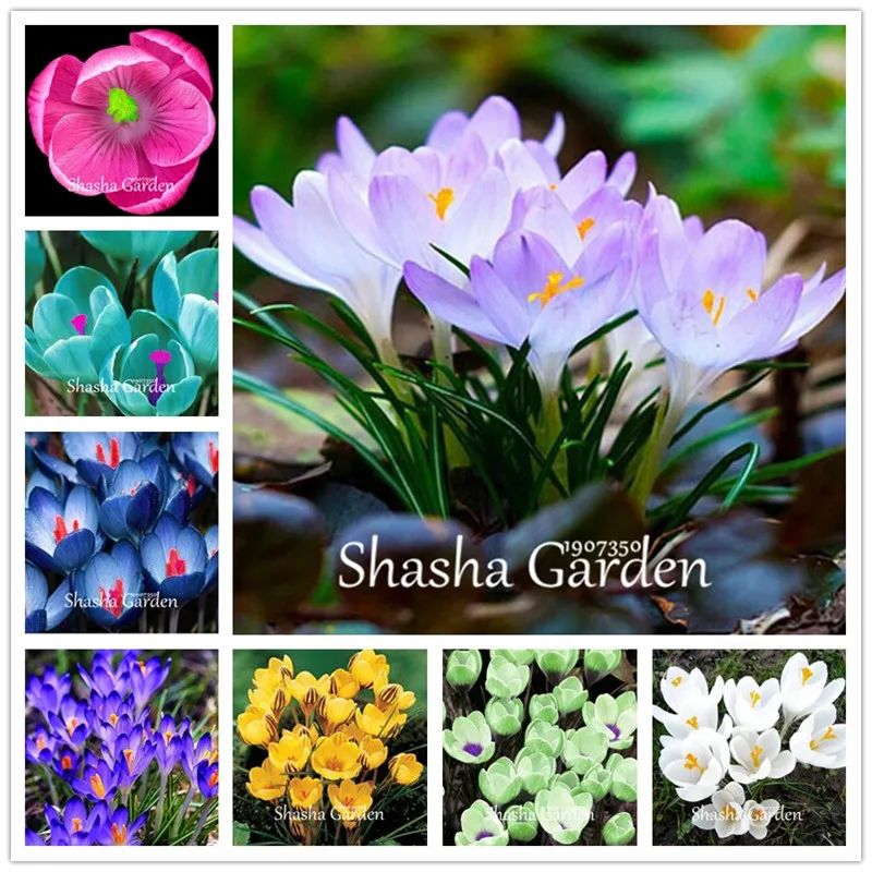 

True Crocus Saffron plants Iran Saffron (Not Saffron Bulbs) Flower flores Happy Joy Flowers Bonsai Pot Plant Home Garden-100 pcs