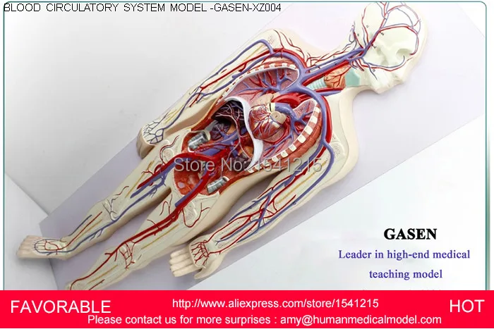 

BLOOD CIRCULATION,SIMULATION HUMAN ANATOMICAL BLOOD CIRCULATORY SYSTEM ANATOMY ,BLOOD CIRCULATORY SYSTEM MODEL-GASEN-XZ004