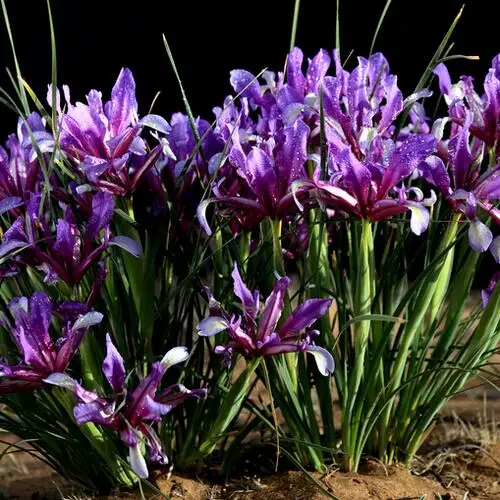 

Free shipping 100pcs Malan Flower, plant bonsai