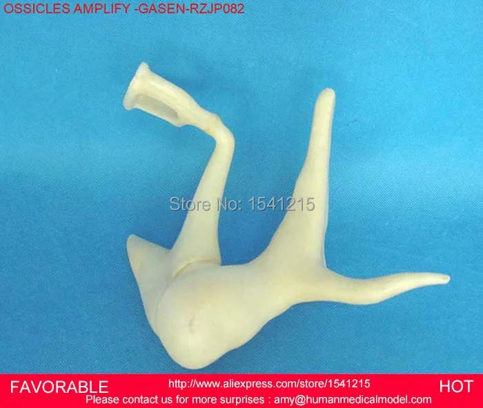 

ANATOMICAL AUDITORY OSSICLE MODEL,EAR ANATOMICAL MODEL,MALLEUS, INCUS, STAPES MODEL,AUDITORY OSSICLE MODEL-GASEN-RZJP082