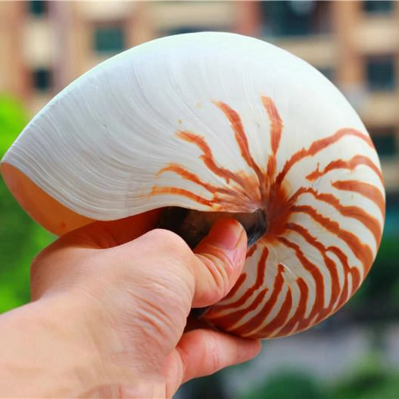 14-16 см 5,5-6,3 дюймов натуральный Nautilus Seashell Tiger, украшение для дома