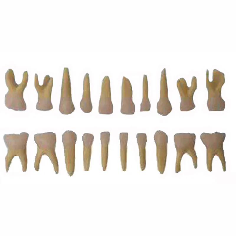 

Dental Anatomy Primary Teeth Model 20Pcs/Set for Medical Educational Teaching