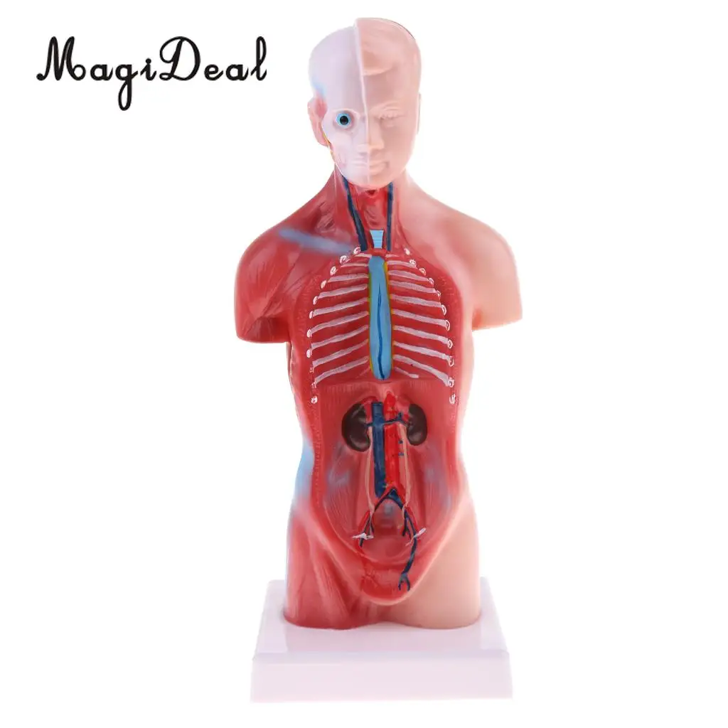 MagiDeal 1Pc 28cm PVC Human Torso Male Viscera Heart Brain Skeleton Anatomy Model for School Teaching Tool Medical Study Kit