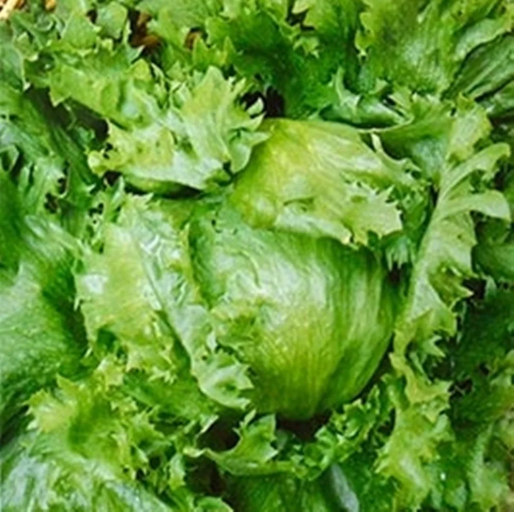

Iceberg Lettuce Salad Khrustyashti Aysberg Organic Vegetable 100