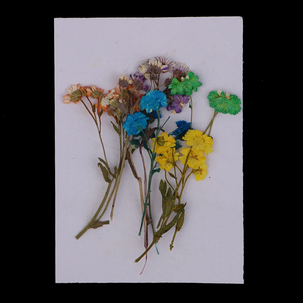 10 Pieces Pressed Dried Flowers Colourful Daisy Real Dried Flowers For DIY Phone Case, Jewelry Findings Decoration