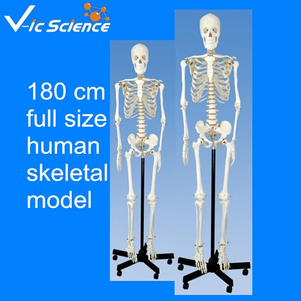 Прямая поставка 180 см Полноразмерная модель скелета человека