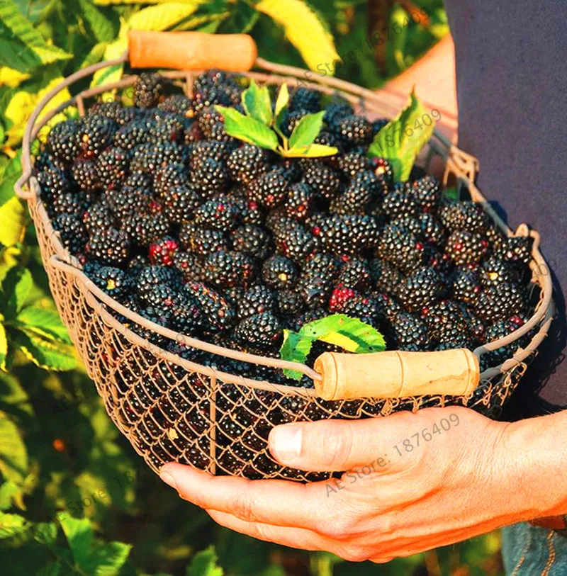 Высокое качество семян малины 200 шт супер большие черные семена тутового дерева цветочные горшки клубника бонсай Ежевика