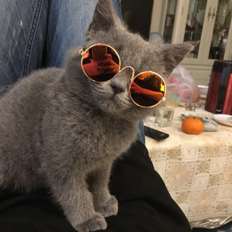 Крутые солнечные очки для домашних животных,, модные кошачьи глазки, аксессуары для домашних животных, УФ защитные очки, линзы из смолы для пуделя, котенка, маленькой собаки