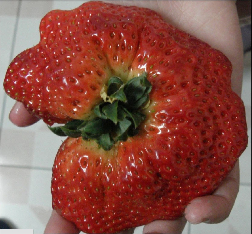 200 Piece Fan Palm Strawberry Seeds, Red Strawberries , Fresh Rare And