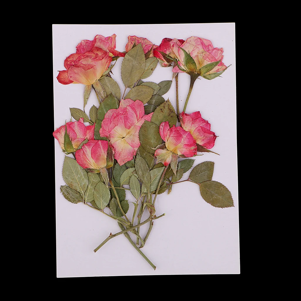 10x Pressed Dried Rose Flowers DIY Phone Case Bookmark Resin Jewelry for Art Paper Making Gift Packaging Materials Craft