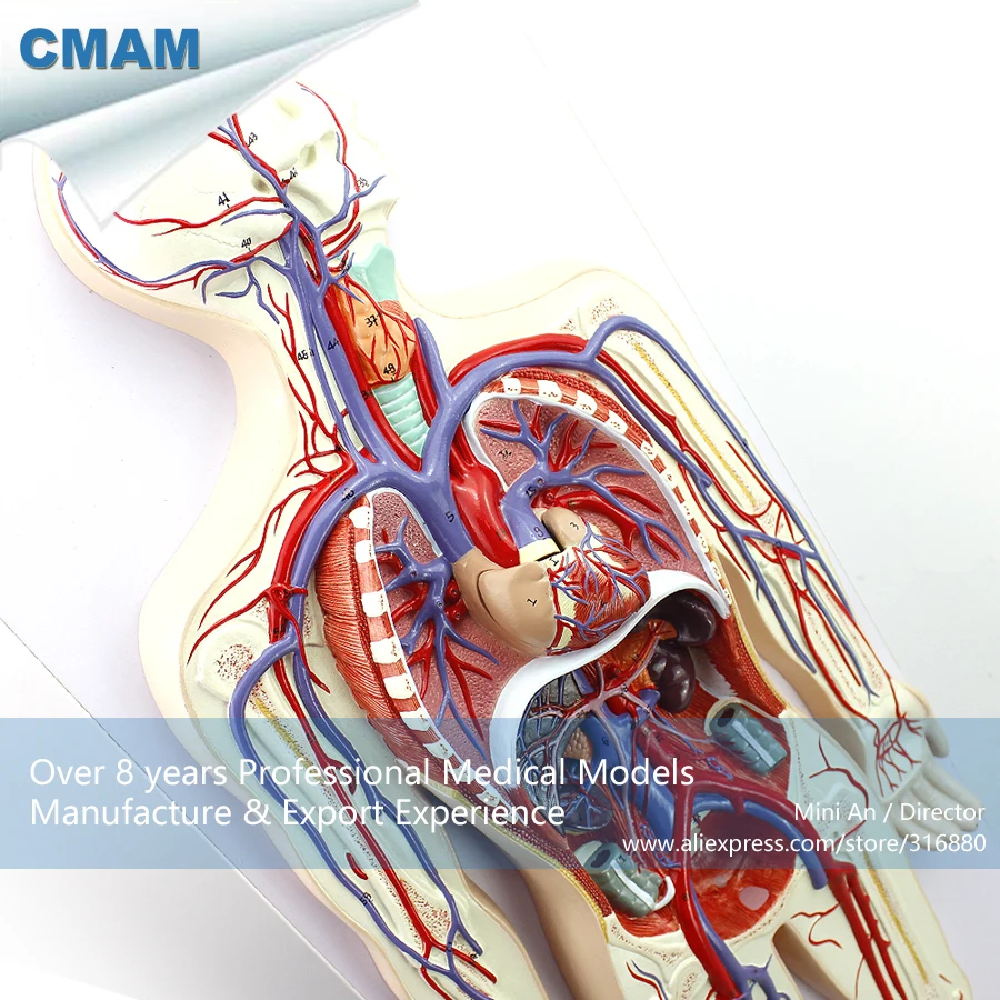 12488 / CMAM HEART12 Heart Detachable Human Circulatory System Anatomy Model, Medical Science ...
