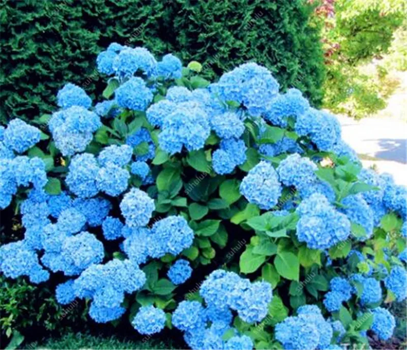 30 Pcs Yellow Hydrangea Plants Mixed Flowers Home Plant Bonsai