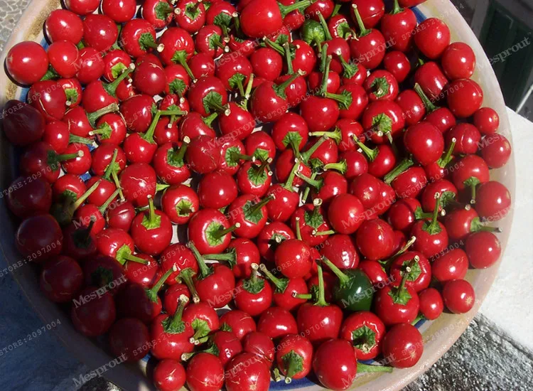 Перец Магно Купить Семена