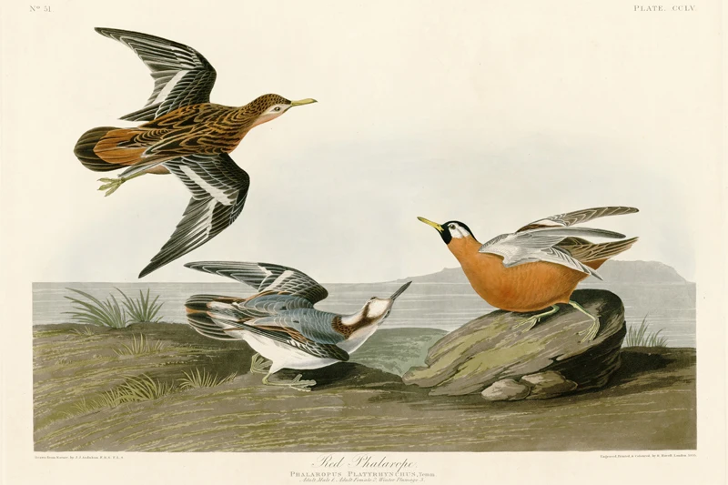 

animal canvas print birds world giant poster canvas painting home art pastoral picture Red Phalarope by Audubon