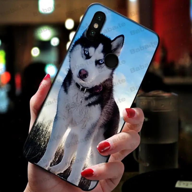 Animal Husky cute Puppy Dog