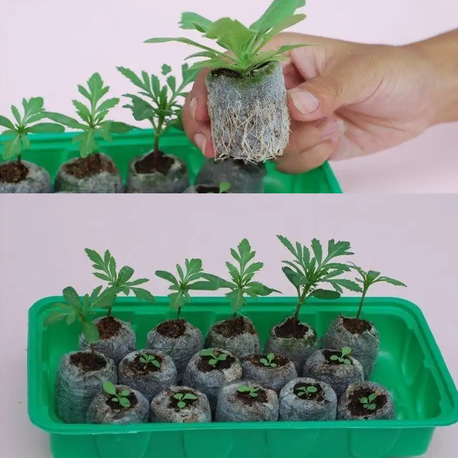 10 Verpackt Kindergarten Nahrstoff Blocke Torf Blocke Reiche In Magie Boden Medium Einfach Zu Packen Und Verwenden Fur Garten Giessen Aliexpress