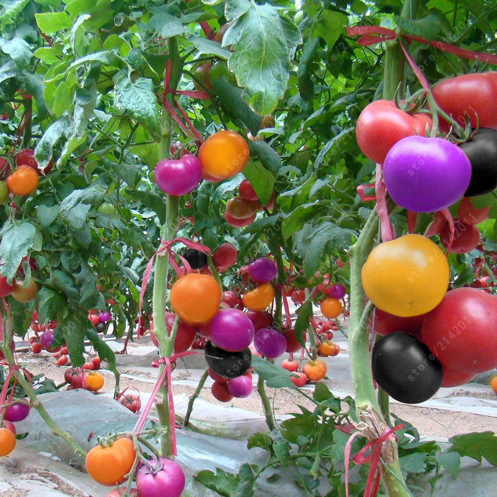 

100PCS Rare Rainbow Tomato bonsai Ornamental Pot Organic heirloom vegetables herb food for Home Garden plant bonsai