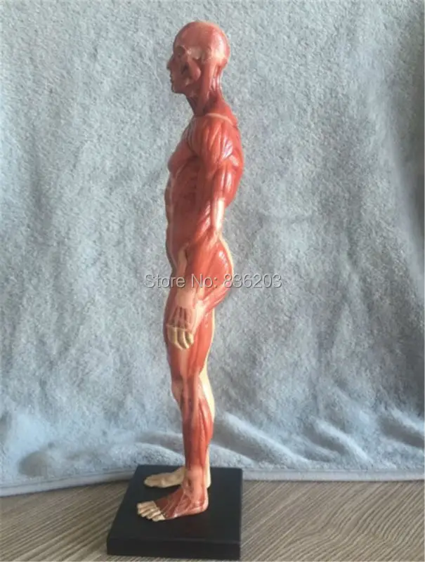 TB23U5pfR0kpuFjSsziXXa.oVXa_!!1095129511