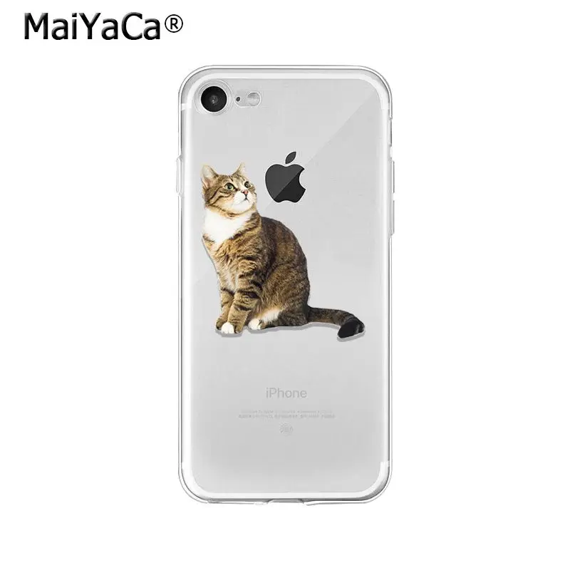 Cute Cat Kitten