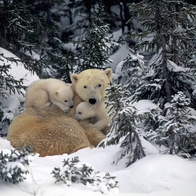 Polar Bear Mother & Cubs Cuddling Together In Forest Churchill Canada Spring Poster Print (34 x 22)