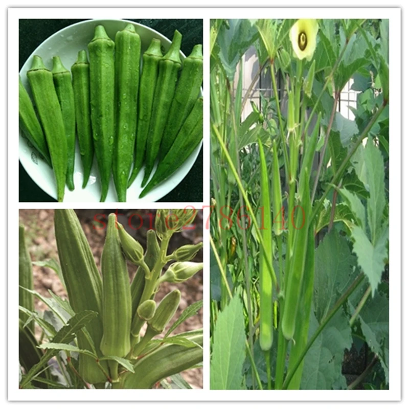 

100pcs okra delicious organic fruit and vegetable bonsai, easy to grow suitable for home garden planting.