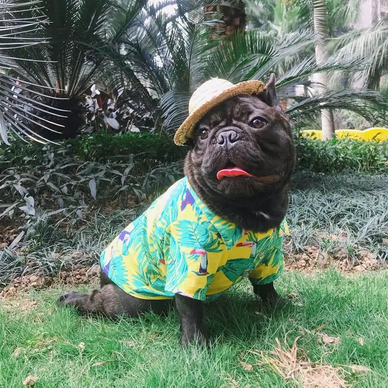 shirts french bulldog