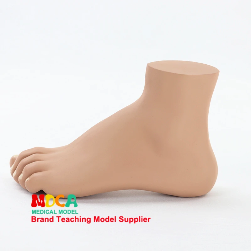 MJRJ004 модель свода стопы Арка стопы ног совместных анатомическая модель для медиков преподавания