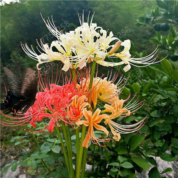 100 Mixed Color Lycoris Flower Plant Manjusaka flower Bonsai