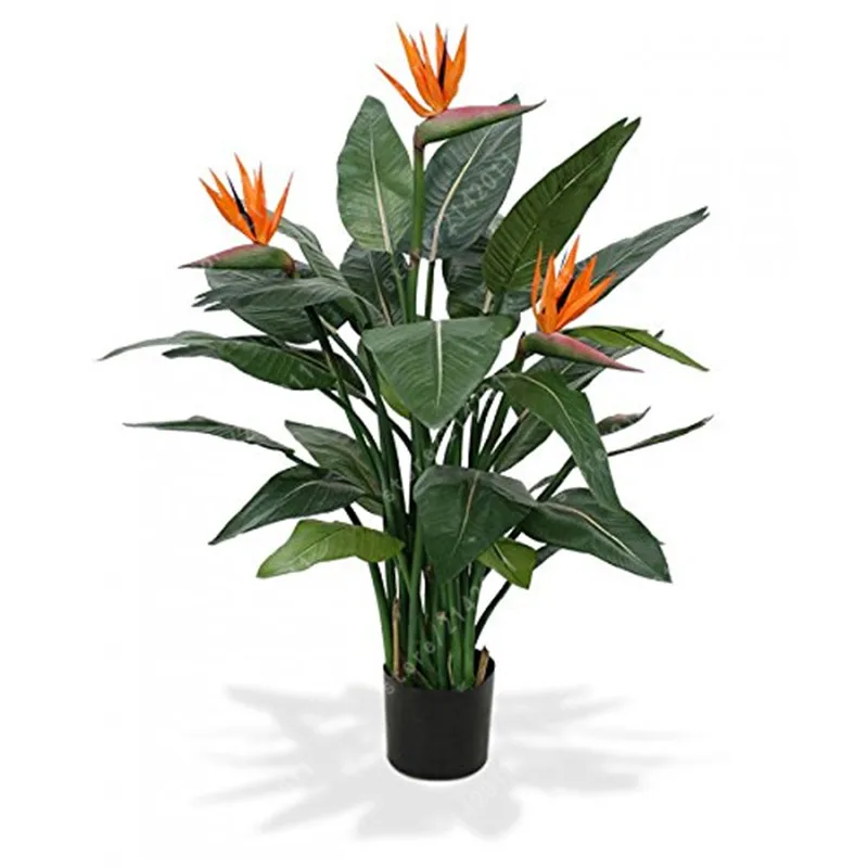 real Strelitzia Reginae plants Hybrid Bird Paradise Rare Flower Bonsai Plants Home Garden Potted Plant Flower real Strelitzia Reginae plants Hybrid Bird Paradise Rare Flower Bonsai Plants Home Garden Potted Plant Flower