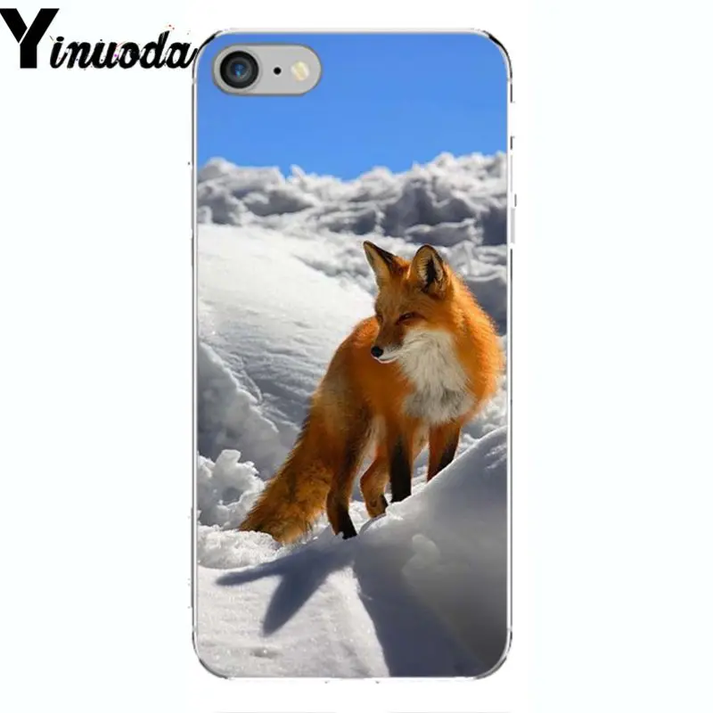 A Fox in The Wild Red Fox 