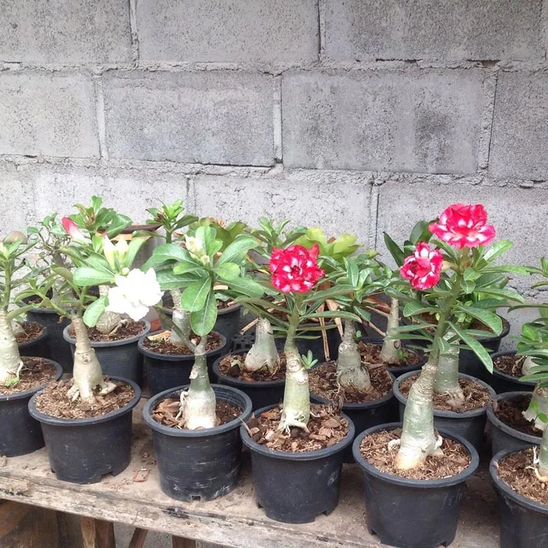 120Pcs Desert Rose Bonsai Mixed Color Varieties Plants Bonsai Indoor potted Adenium Obesum Flower For Garden Decoration BS 120Pcs Desert Rose Bonsai Mixed Color Varieties Plants Bonsai Indoor potted Adenium Obesum Flower For Garden Decoration BS