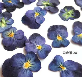 

10pcs/lot Two color sweet violet Small dried flowers Preserved Flower materials for diy bookmark mobile phone shell card
