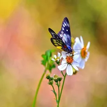 10,1 дюймов 2.5D ЖК-дисплей экран 250*145*241