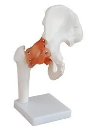 

Natural human body model human model Hip model human skeleton hip model