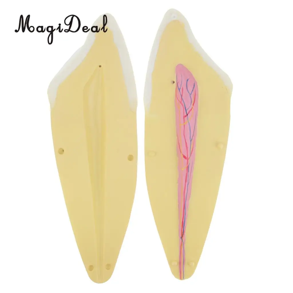 12X Enlarged Human Tooth / Teeth Anatomical Model Anatomy Medical Teaching Tool