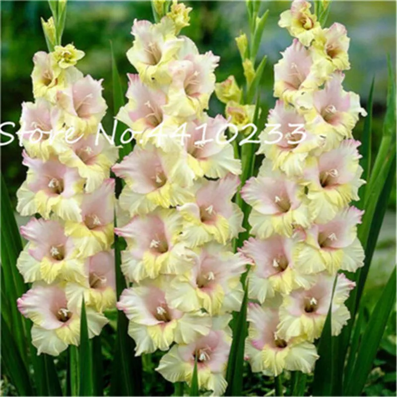 100 Pcs Different Perennial Gladiolus Bonsai Flower Multi-Color Rare Sword Lily plants Very Beautiful For Home Garden