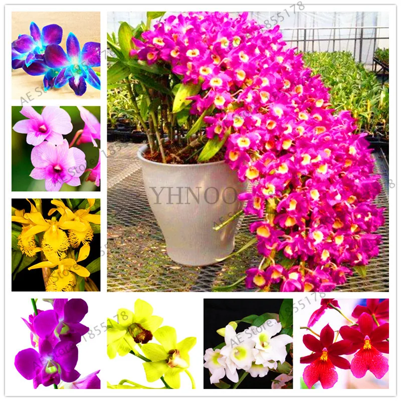 

100Pcs/pack, Dendrobium Orchid flower Bonsai,Ornamental Plant, Mini potted,mixed colors