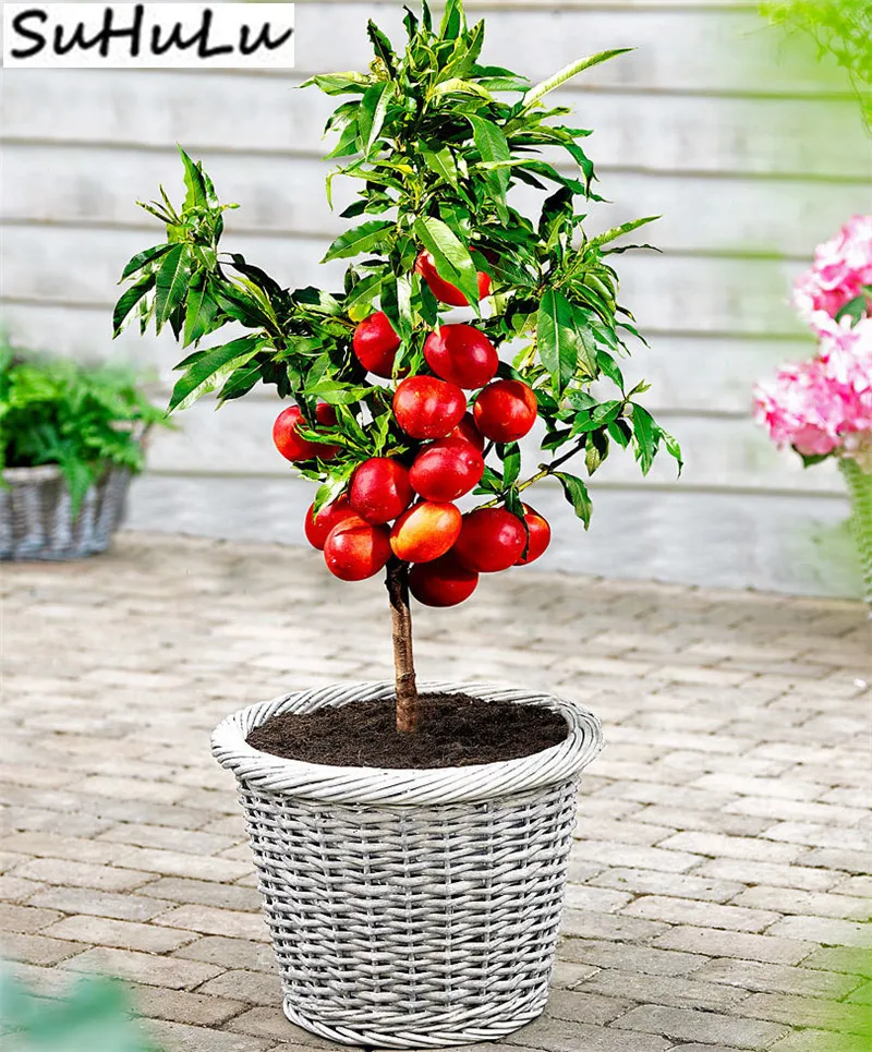 

5 Pcs China Sweet Fruit Peach Dwarf Nectarine Bonsai Outdoor Tree Perennial For Home Garden Plants Gift Soccer Field Dedicated